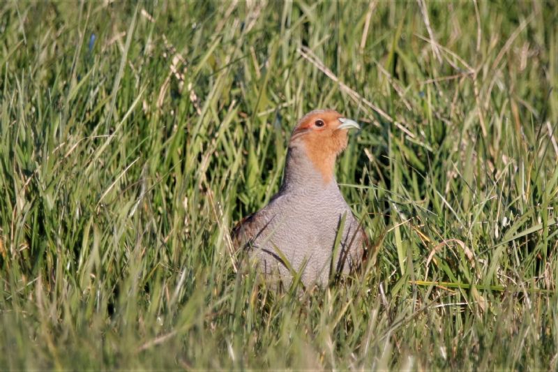 Grey Partridge - 06-03-2020