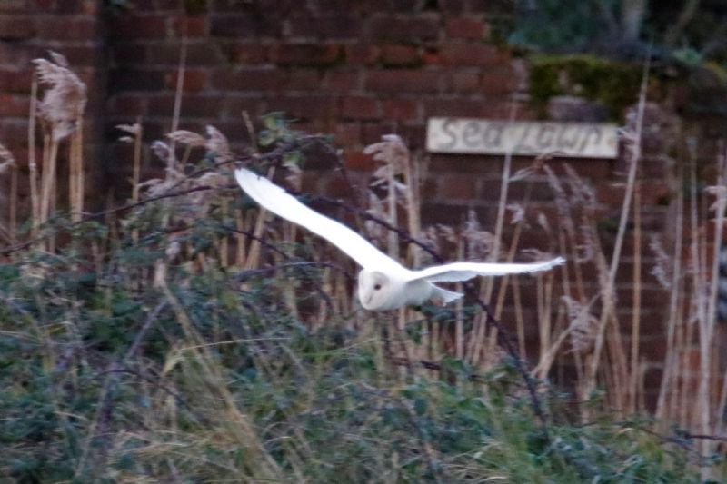 Barn Owl - 06-03-2020