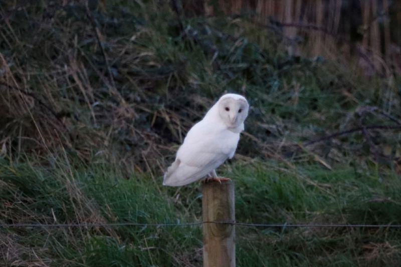 Barn Owl - 06-03-2020