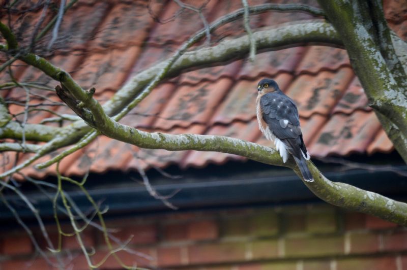 Sparrowhawk - 09-03-2020