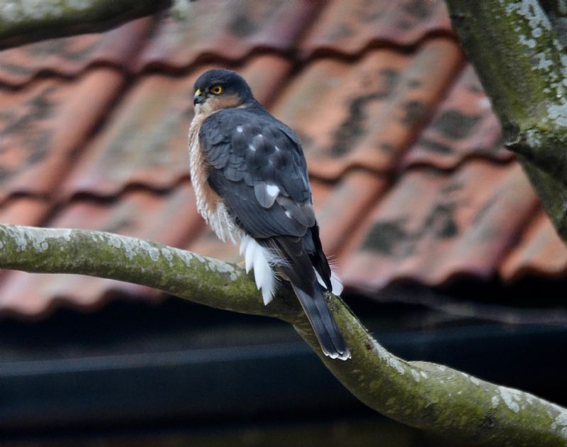 Sparrowhawk - 09-03-2020