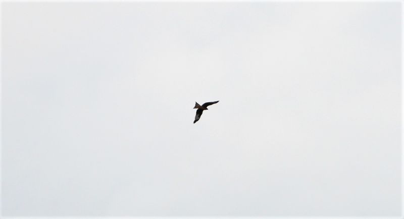 Red Kite - 10-03-2020