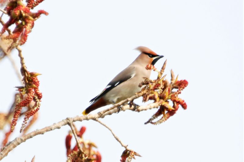 Waxwing - 14-03-2020