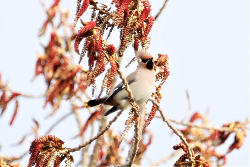 Waxwing - 14-03-2020