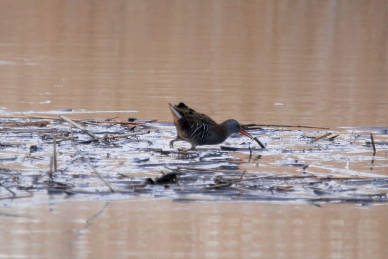 Water Rail - 14-03-2020