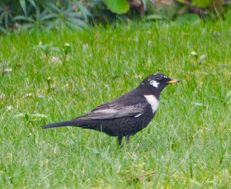 Ring Ouzel - 16-03-2020