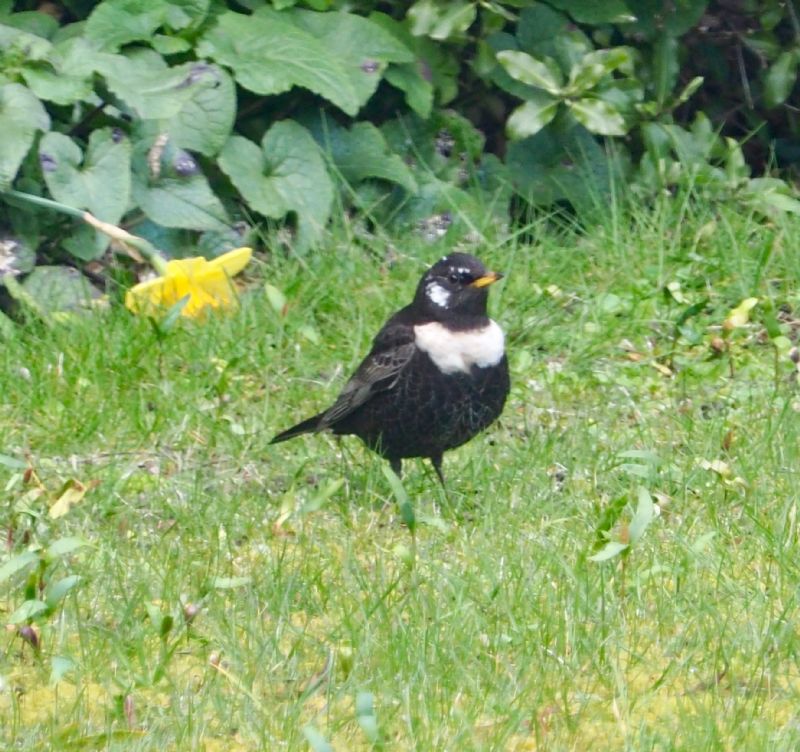 Ring Ouzel - 16-03-2020