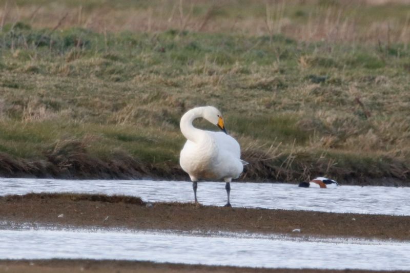 Whooper Swan - 17-03-2020