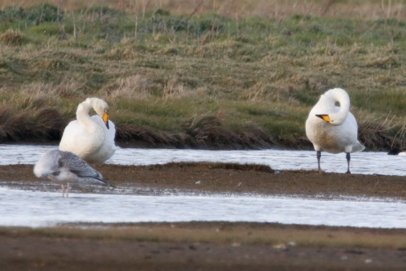 Whooper Swan - 17-03-2020