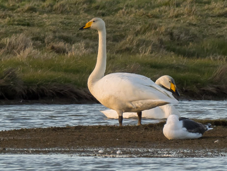 Whooper Swan - 17-03-2020