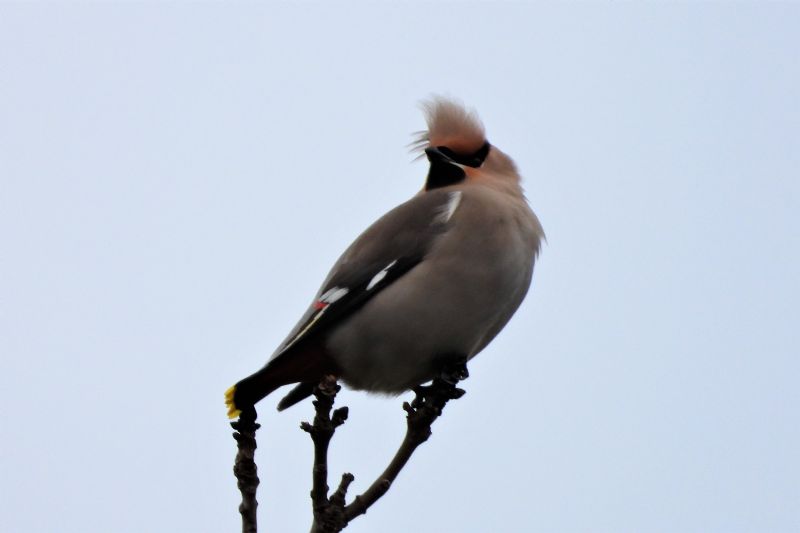 Waxwing - 19-03-2020