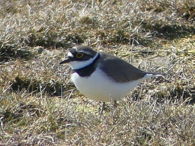 Little Ringed Plover - 26-03-2020