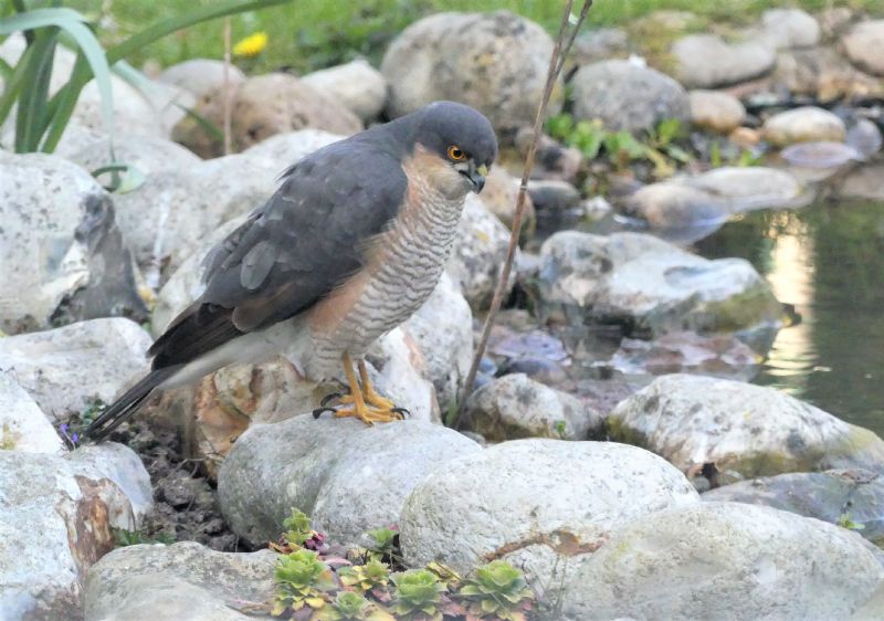 Sparrowhawk - 27-03-2020