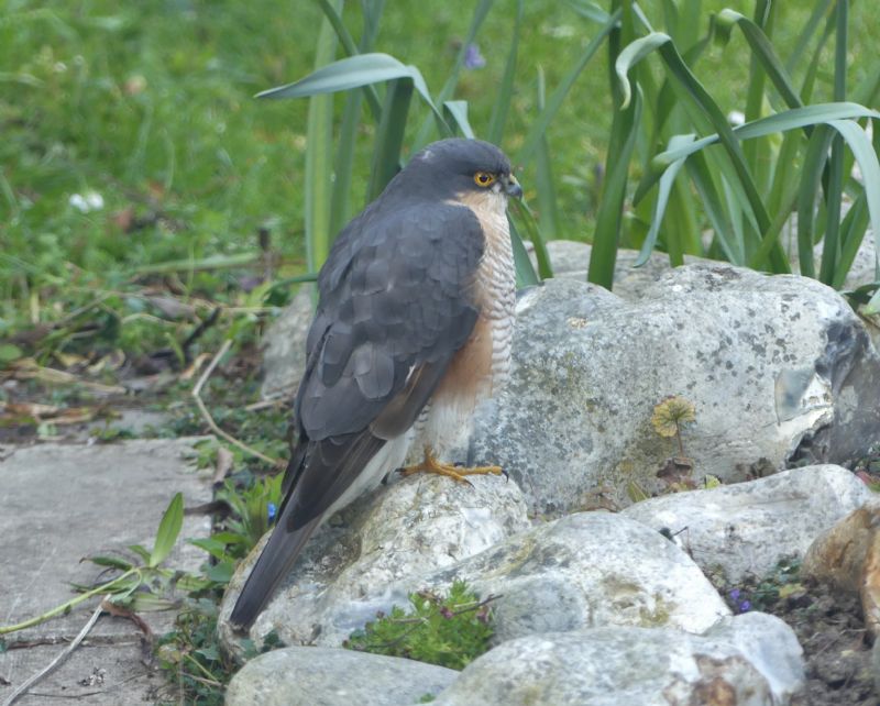 Sparrowhawk - 27-03-2020