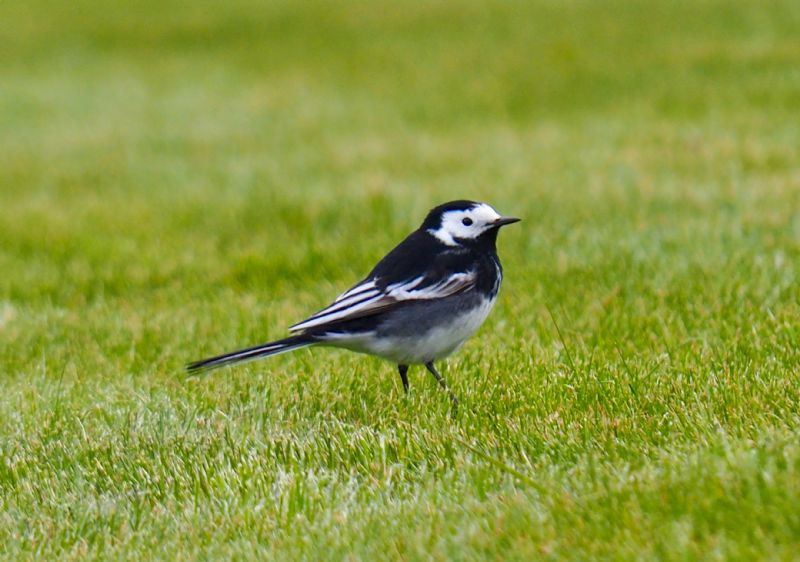 Pied Wagtail - 28-03-2020