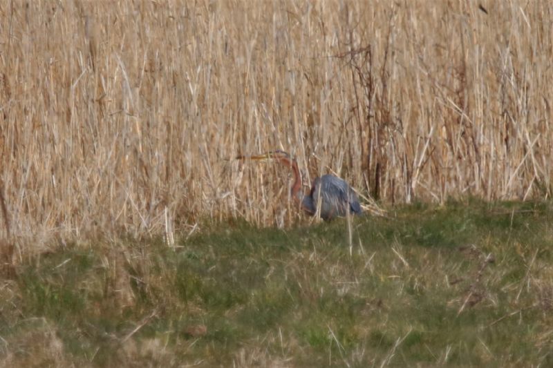 Purple Heron - 28-03-2020