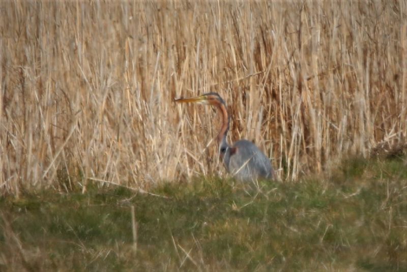 Purple Heron - 28-03-2020