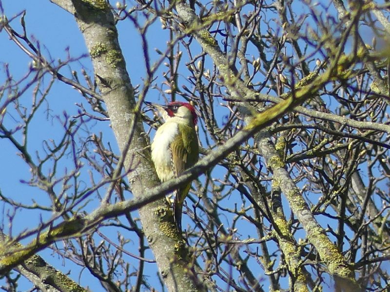 Green Woodpecker - 28-03-2020