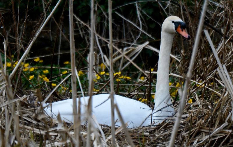 Mute Swan - 30-03-2020