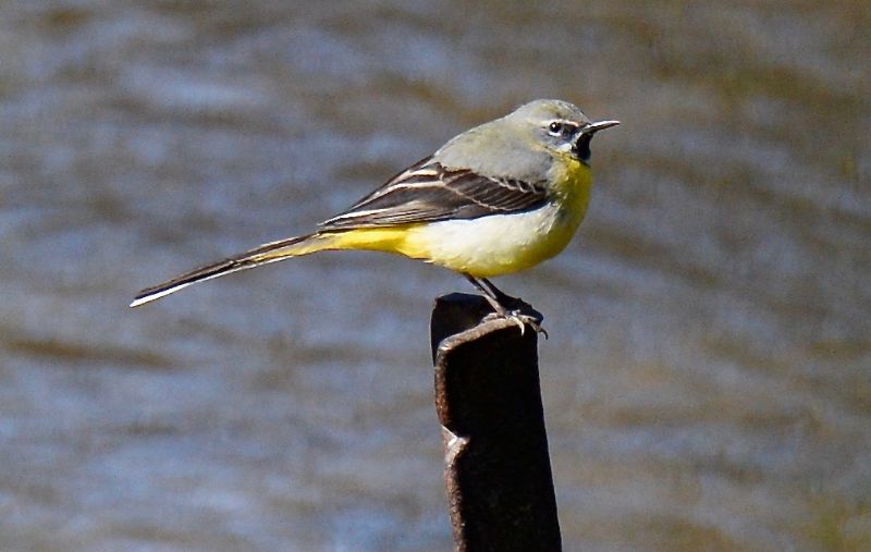 Grey Wagtail - 30-03-2020