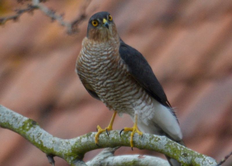 Sparrowhawk - 30-03-2020