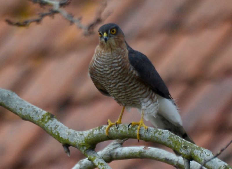 Sparrowhawk - 30-03-2020