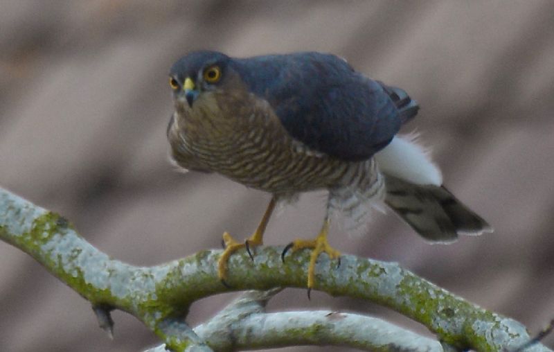 Sparrowhawk - 30-03-2020