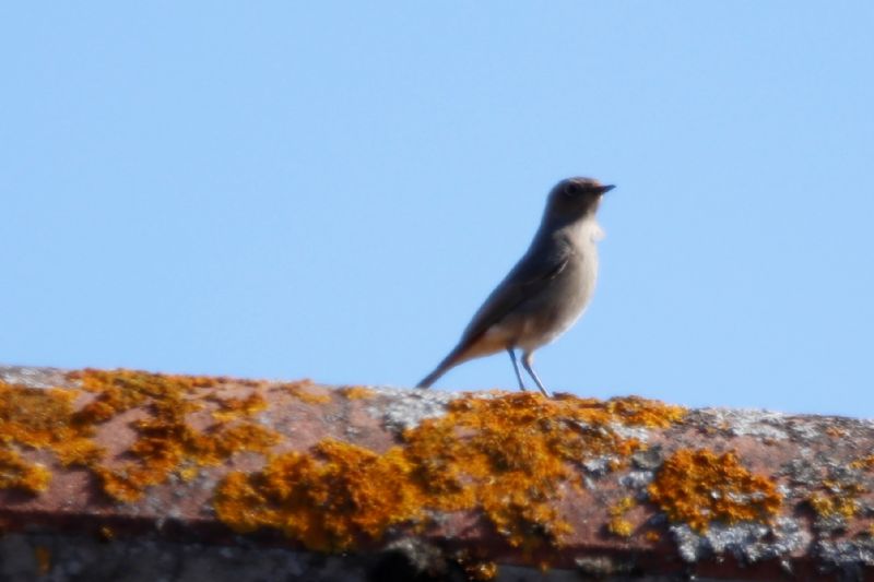 Black Redstart - 25-03-2020