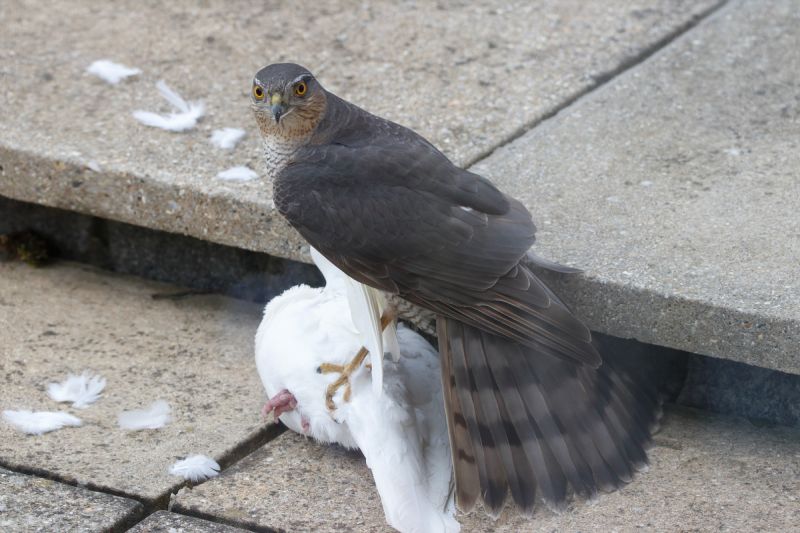 Sparrowhawk - 01-04-2020