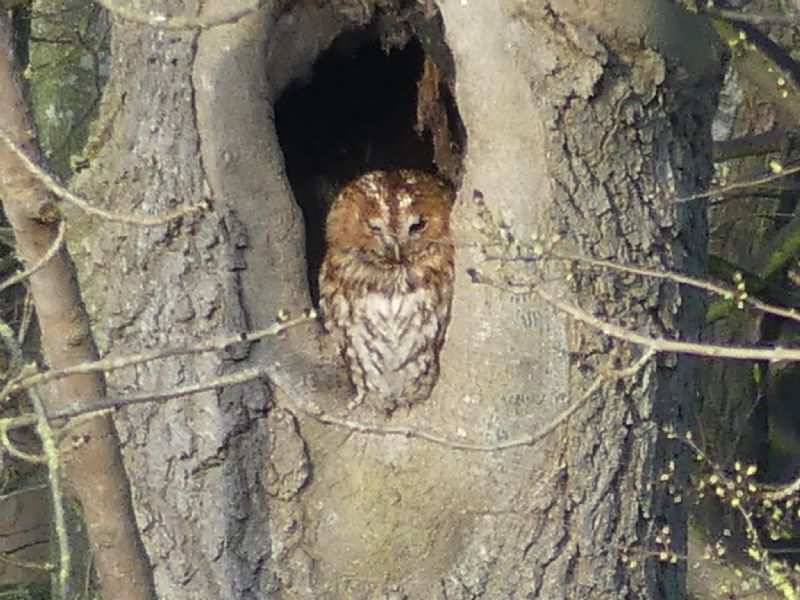 Tawny Owl - 02-04-2020