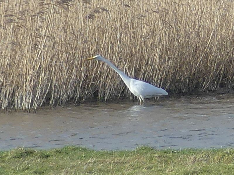 Great White Egret - 02-04-2020