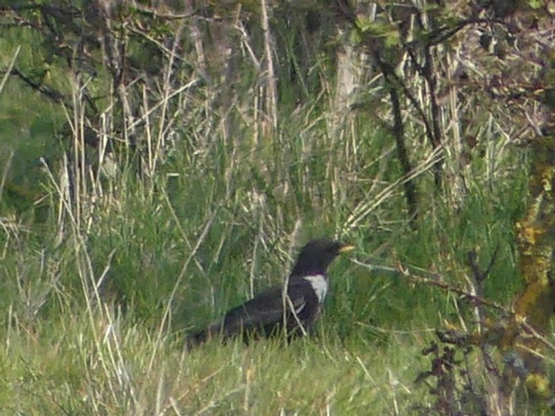 Ring Ouzel - 09-04-2020