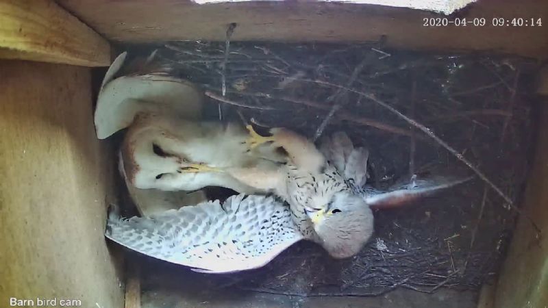 Barn Owl - 09-04-2020