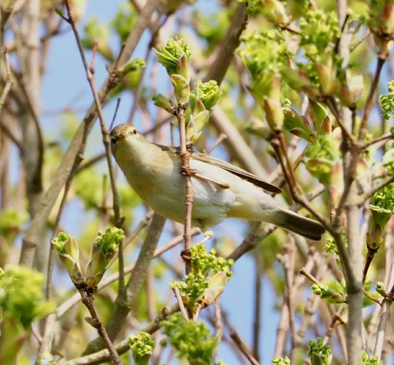 Willow Warbler - 09-04-2020