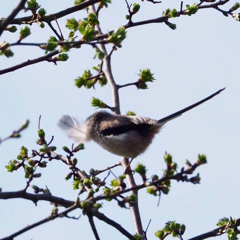 Long-tailed Tit - 09-04-2020