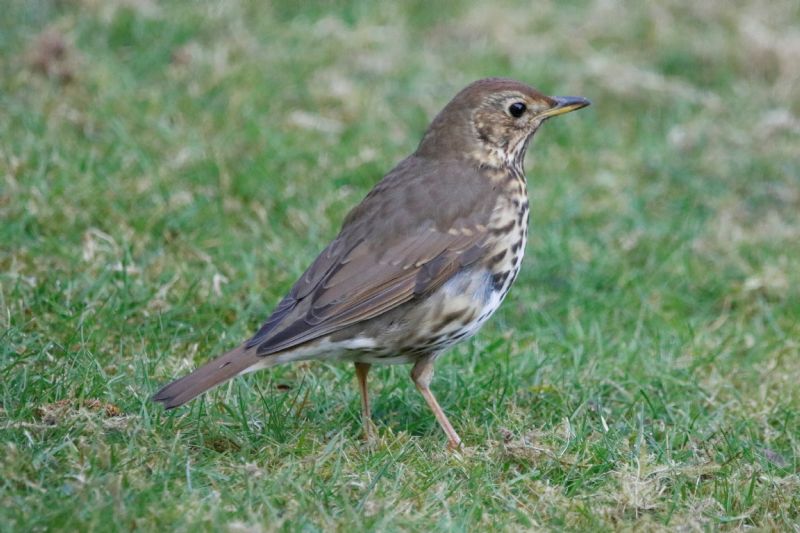 Song Thrush - 15-04-2020