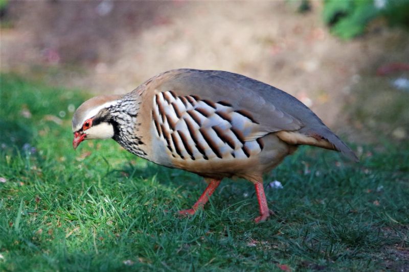 Red-legged Partridge - 15-04-2020