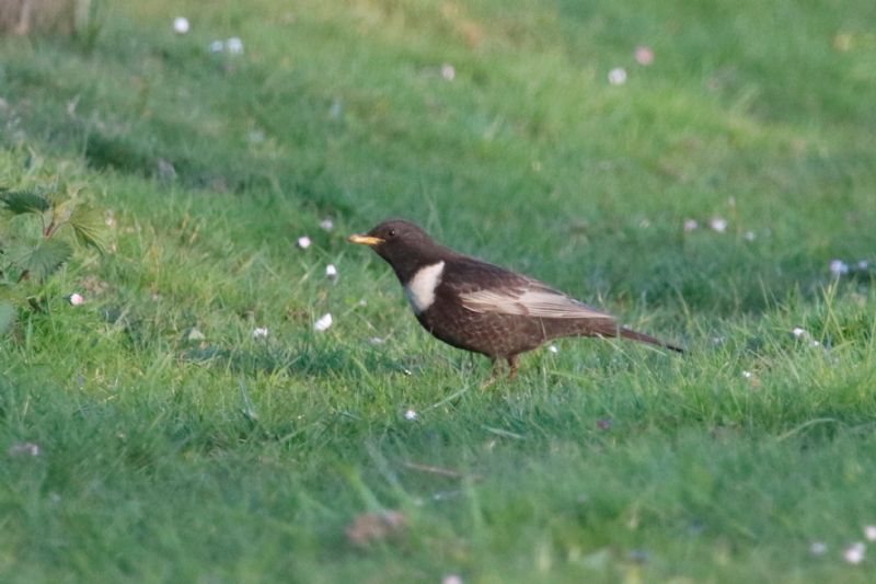 Ring Ouzel - 21-04-2020