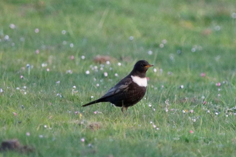 Ring Ouzel - 21-04-2020