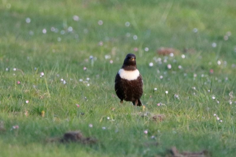 Ring Ouzel - 21-04-2020