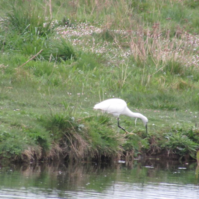 Little Egret - 29-04-2020