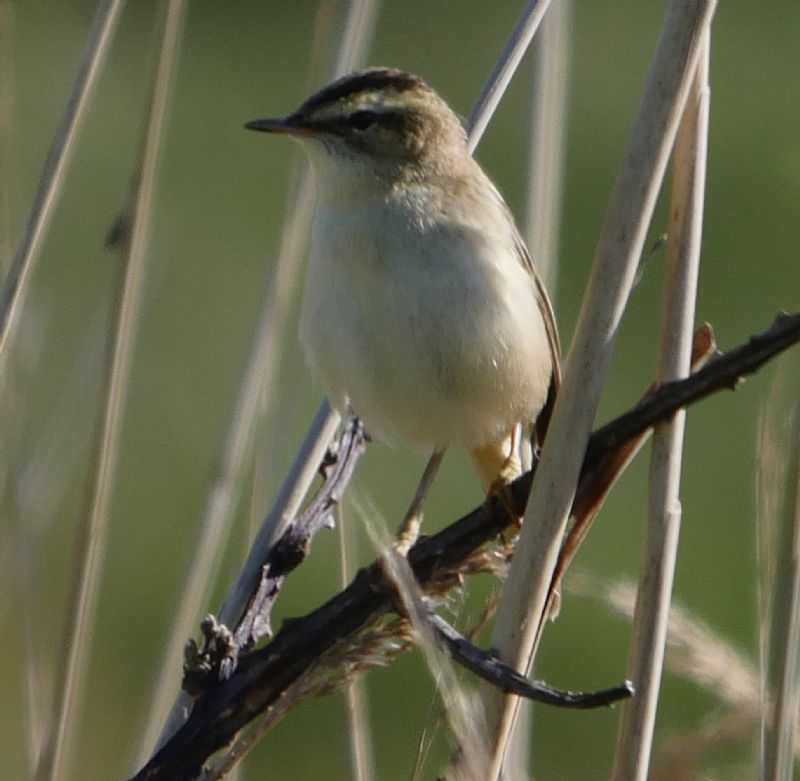 Sedge Warbler - 17-05-2020