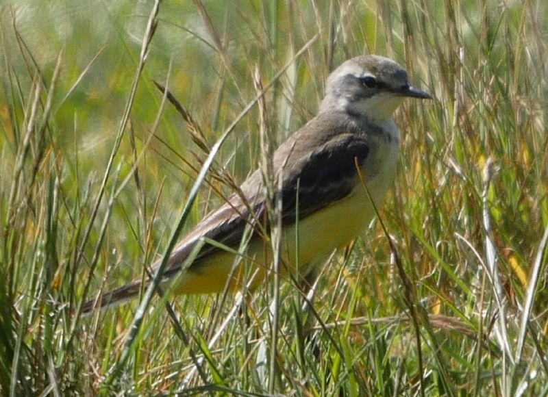 Yellow Wagtail - 17-05-2020