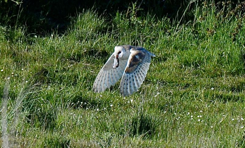 Barn Owl - 17-05-2020