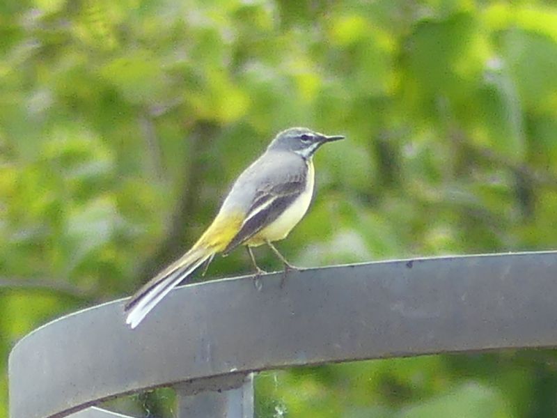 Grey Wagtail - 17-05-2020