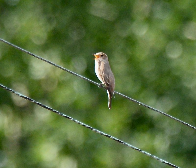 Spotted Flycatcher - 20-05-2020