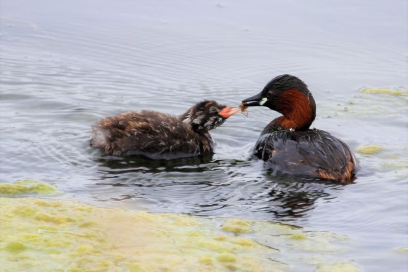 Little Grebe - 24-05-2020