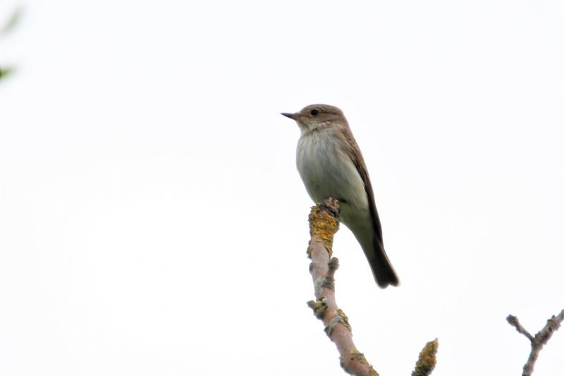 Spotted Flycatcher - 24-05-2020