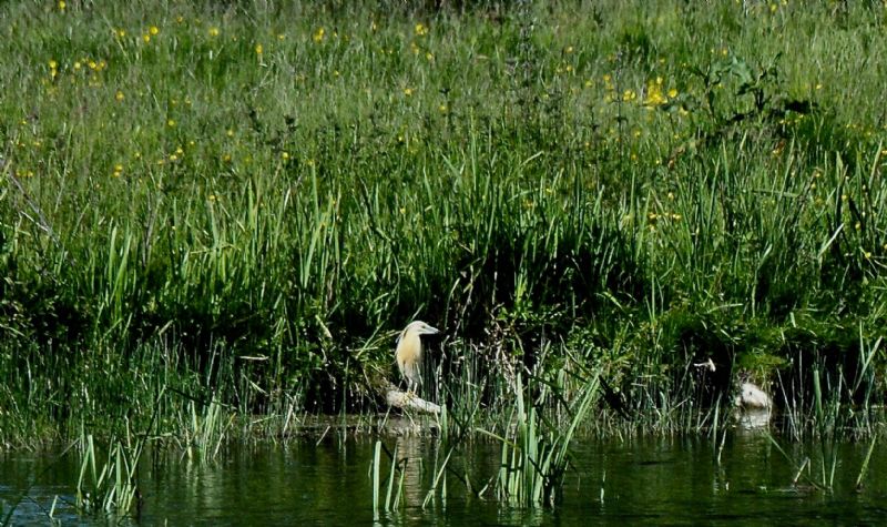 Squacco Heron - 31-05-2020