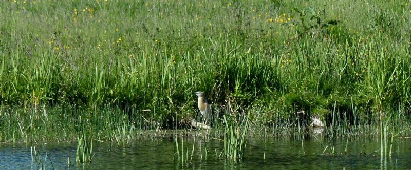 Squacco Heron - 31-05-2020